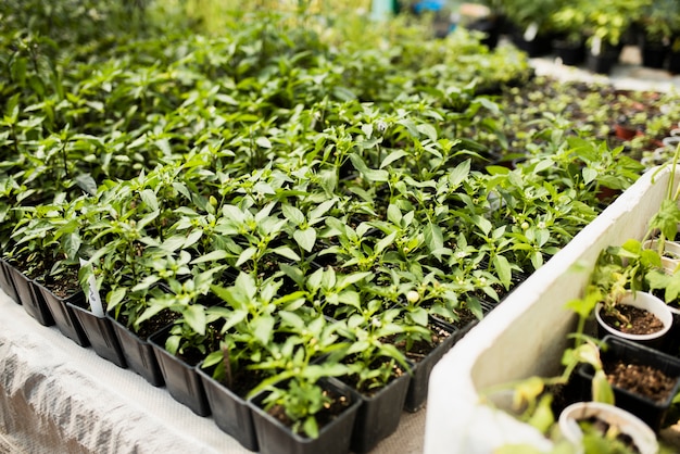 Green plants in black flowerpots in greenhouse