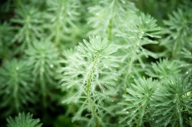 背景をぼかした写真の緑の植物のクローズアップ