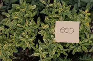 Бесплатное фото Зеленые растения эко сад