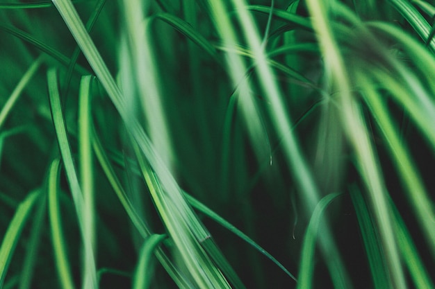 Green plants forming beautiful pattern