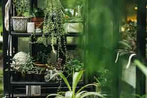 Free photo green plants in a glasshouse