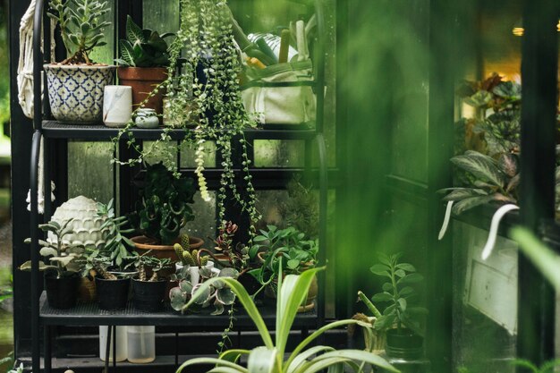 Green plants in a glasshouse