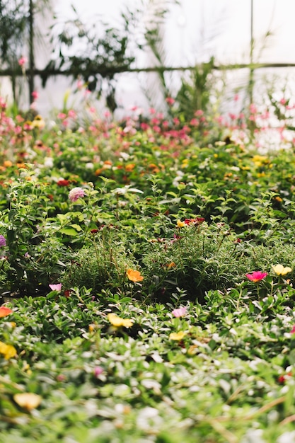 Green plants in greenhouse