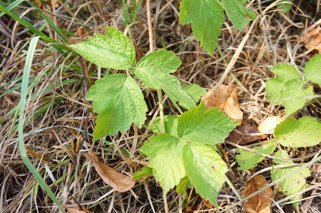 Green plants growing on the ground over dry grass