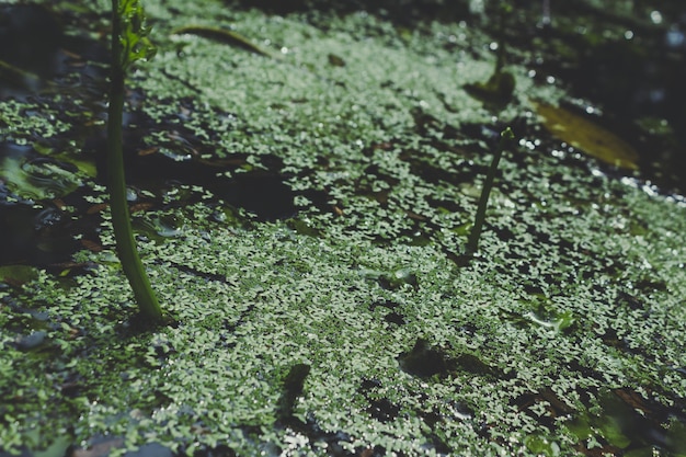 Green plants growing on the water