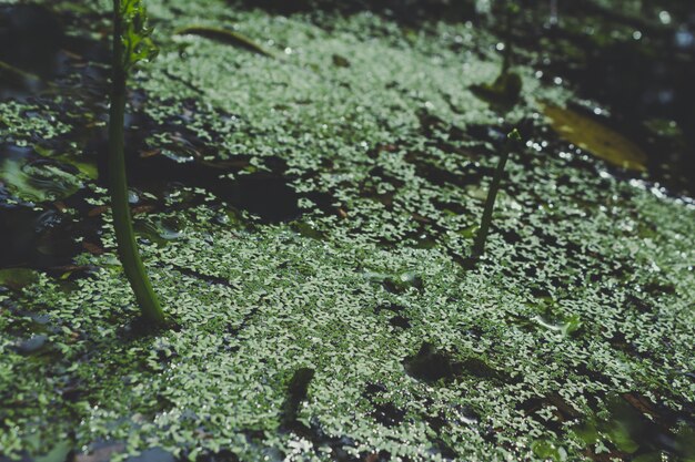 Green plants growing on the water