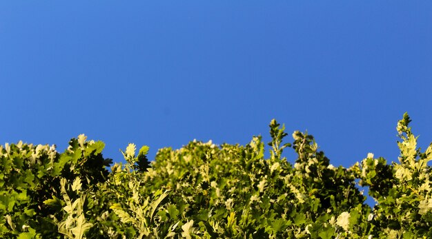 푸른 하늘 배경에서 성장하는 녹색 식물