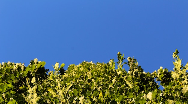 Green plants growing with blue sky in the background