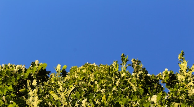 背景に青空で生えている緑の植物