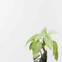 Free photo green plants in water vase