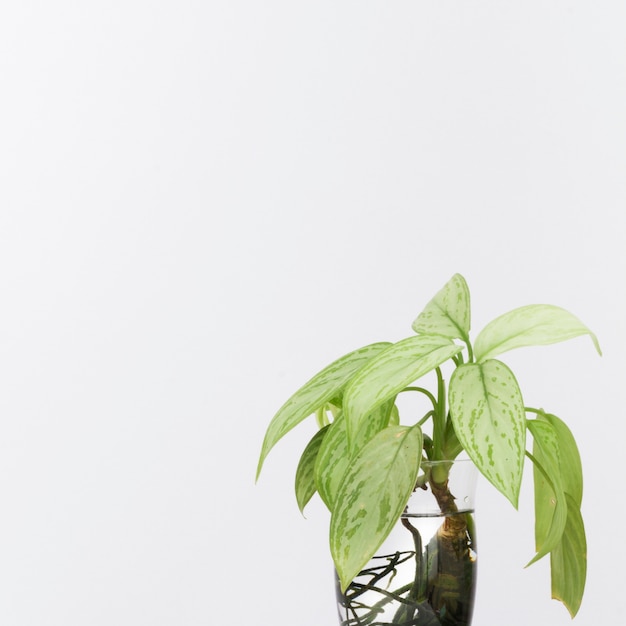 Green plants in water vase