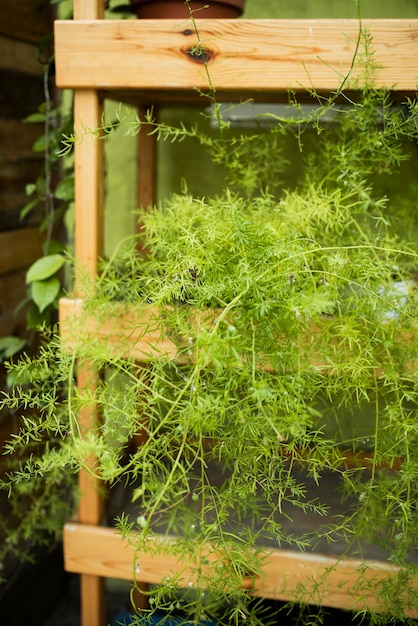 Green plants on wooden shelves