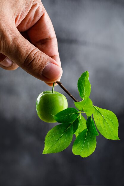 Green plum in hand with branch on dusky wall, side view.