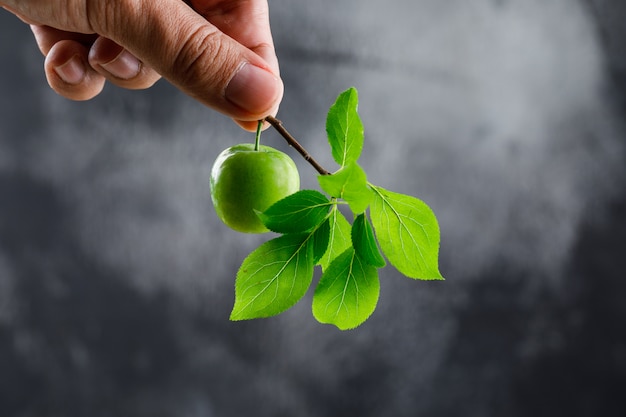 Free photo green plum in hand with branch on dusky wall, side view.