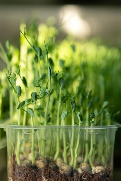 明るい背景のスーパーフードに発芽したエンドウ豆の緑の鞘