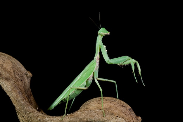 Green praying mantis on branch with black wall beautiful praying mantis