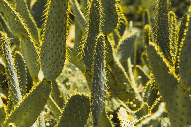 Green prickly pear cactus with thorns