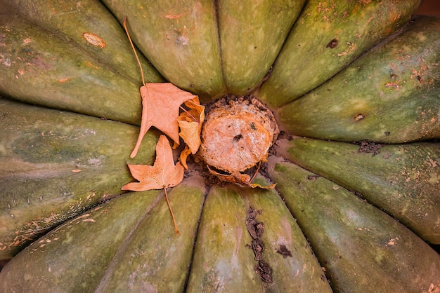 Free photo green pumpkin closeup with a yellowed maple leaf the texture of the peel of ripe vegetables closeup photo of a ripe pumpkin autumn season background harvest seasonal products selective focus