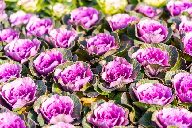 Green and Purple color flower