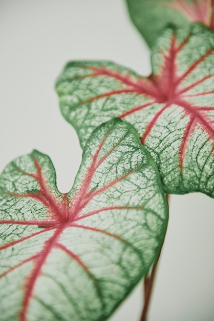 Free photo green and red leaf close up background