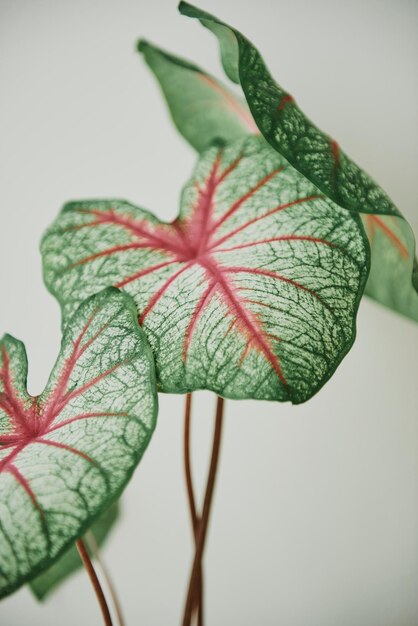 Green and red leaf close up background