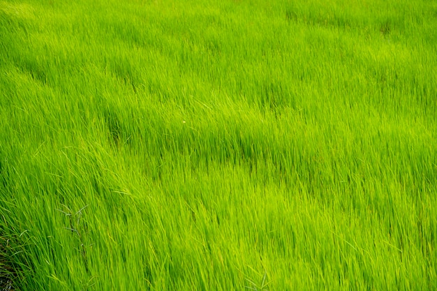 green rice field in Thailand