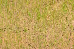 Free photo green rice field  .