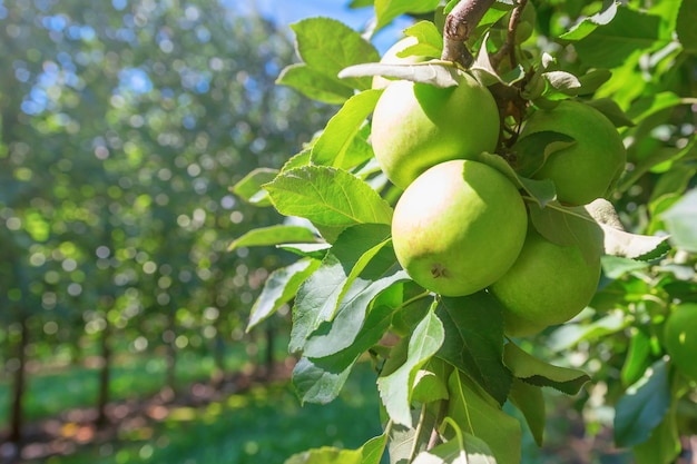 果樹園​、​リンゴ​の​木​の​緑​の​熟した​リンゴ
