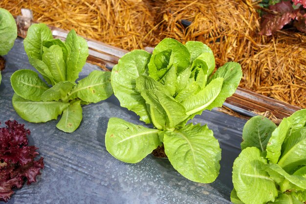 Зеленый салат ромен или кос в органическом саду