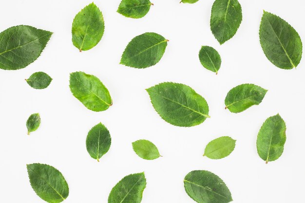 Green roses leaves spread on white background