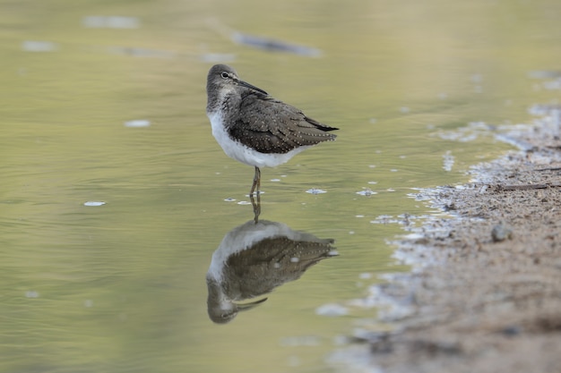 Foto gratuita piovanello verde tringa ochropus