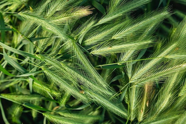 Бесплатное фото Зеленые колоски пшеницы разбросаны с размытым фоном