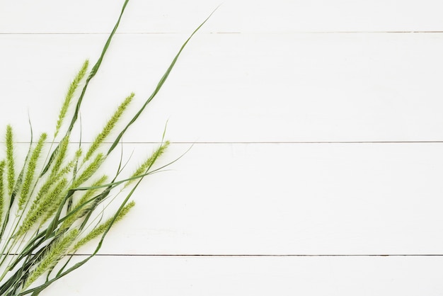 Free photo green spikes and grass on white wooden wall