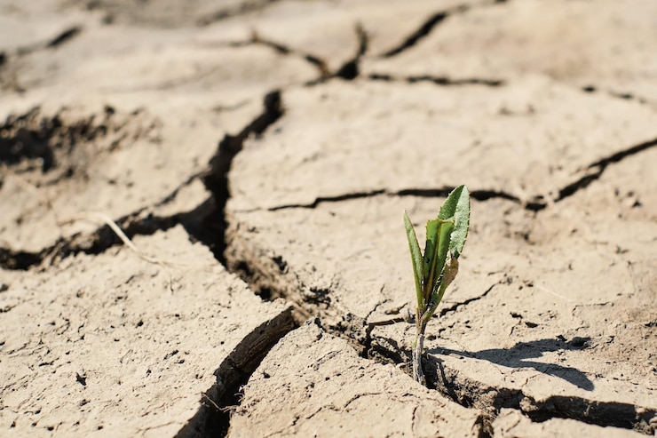 Impact de la sécheresse sur l'agriculture en 2023
