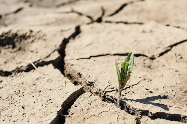 Green sprout with dry cracked earth ecology problems earth protection soft selective focus