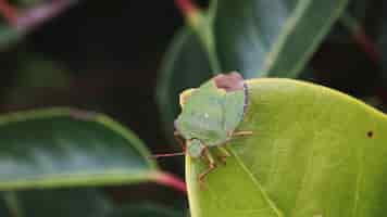 Foto gratuita insetto puzzolente verde