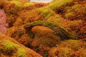 Free photo green surface covered with moss in a flower garden