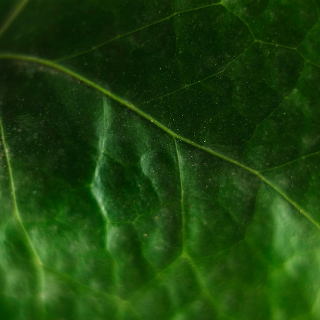 Green surface of a leaf vein