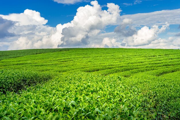 Бутон и листья зеленого чая. Плантации зеленого чая утром. Предпосылка природы.