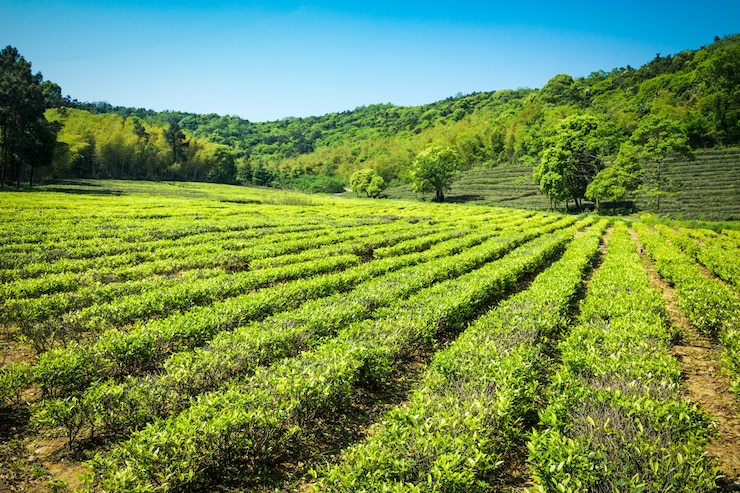 Free Photo green tea garden, hill cultivation