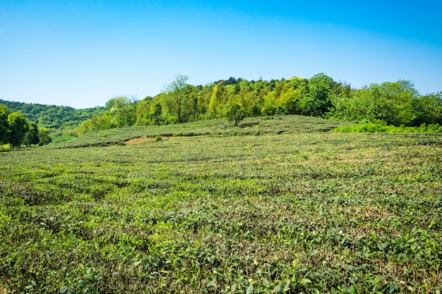 Сад зеленого чая, выращивание холмов