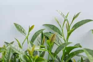 無料写真 茶畑の緑茶葉の背景。