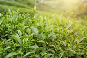 Бесплатное фото Предпосылка лист зеленого чая в плантациях чая.