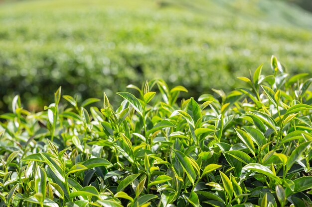 Предпосылка лист зеленого чая в плантациях чая.