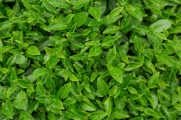 Предпосылка лист зеленого чая в плантациях чая.