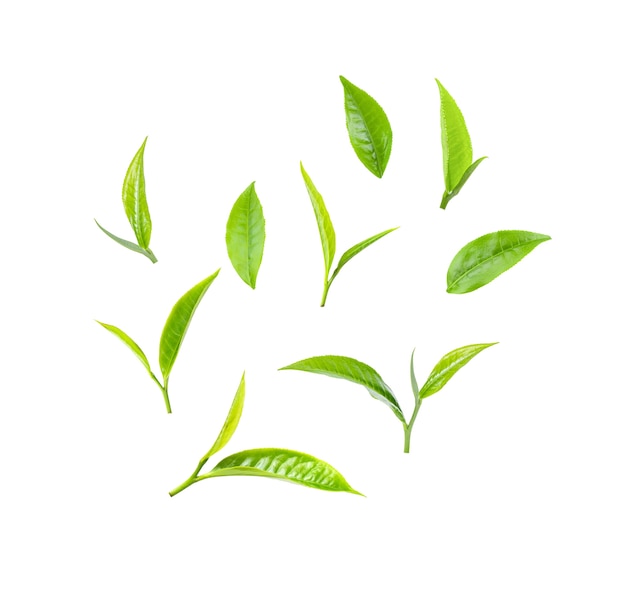Green tea leaf on white background Premium Photo