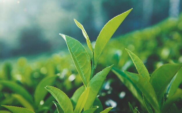 Листья зеленого чая на Шри-Ланке.