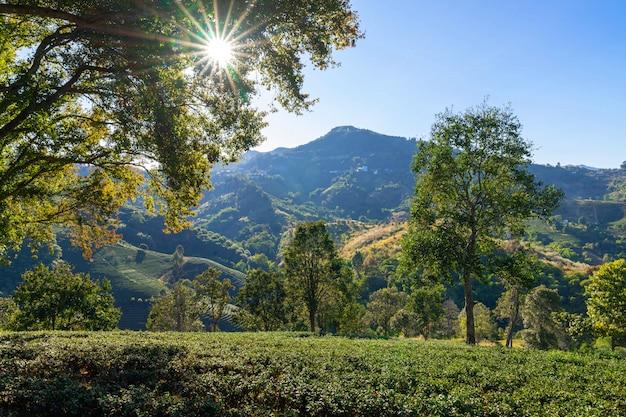 Green tea plantations on the hilltop of Chiang Rai Province , Thailand landscape view Nature