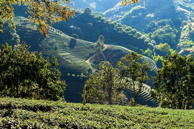 チェンライ県、タイの丘の頂上の緑茶プランテーション風景自然