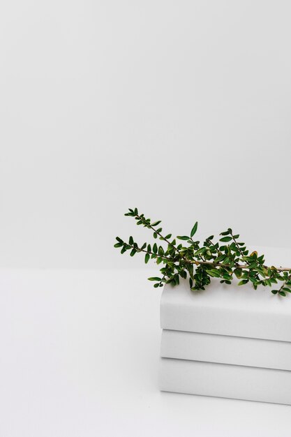 Green tree branches over the stacked of books against white background